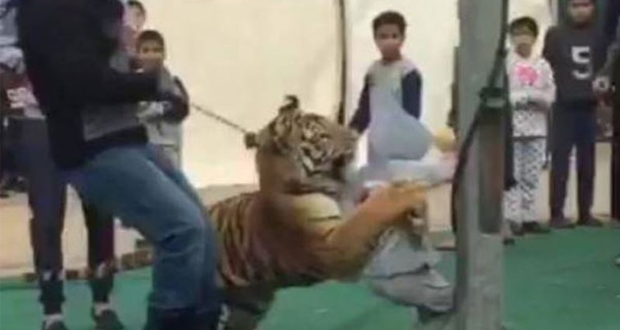 نمر يهاجم طفلة سعودية