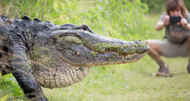 تمساح ضخم تماسيح فلوريدا امريكا فيديو صور